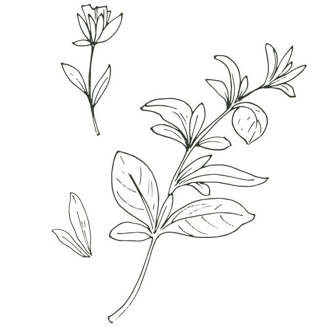 Le restaurant - La Paillote Des Alpilles - Restaurant Fontvieille - Pizza Fontvieille