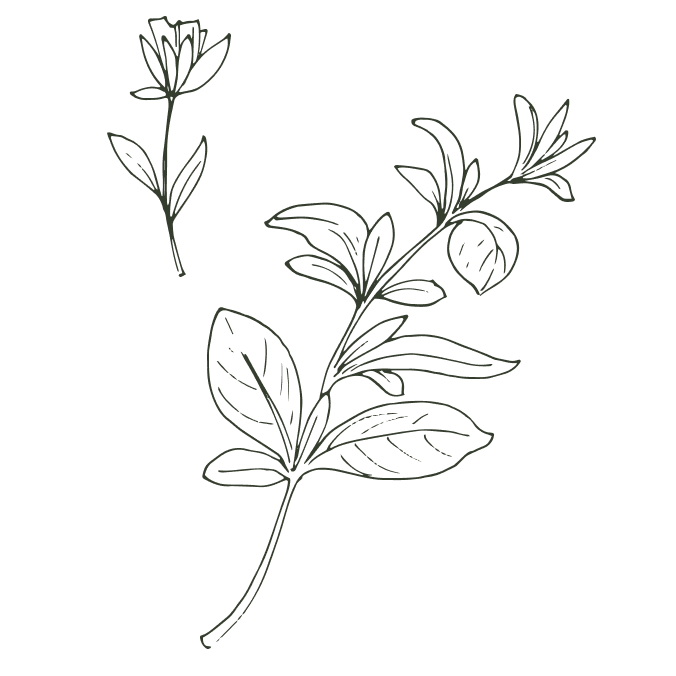 La Paillote Des Alpilles - Restaurant Fontvieille - Pizzeria Fontvieille